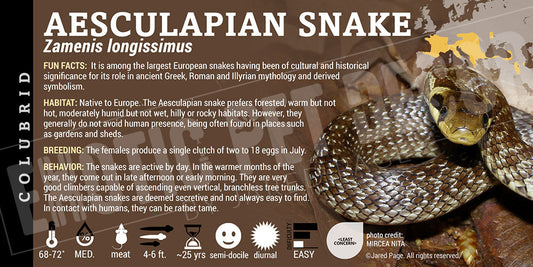 Zamenis longissimus 'Aesculapian' Snake