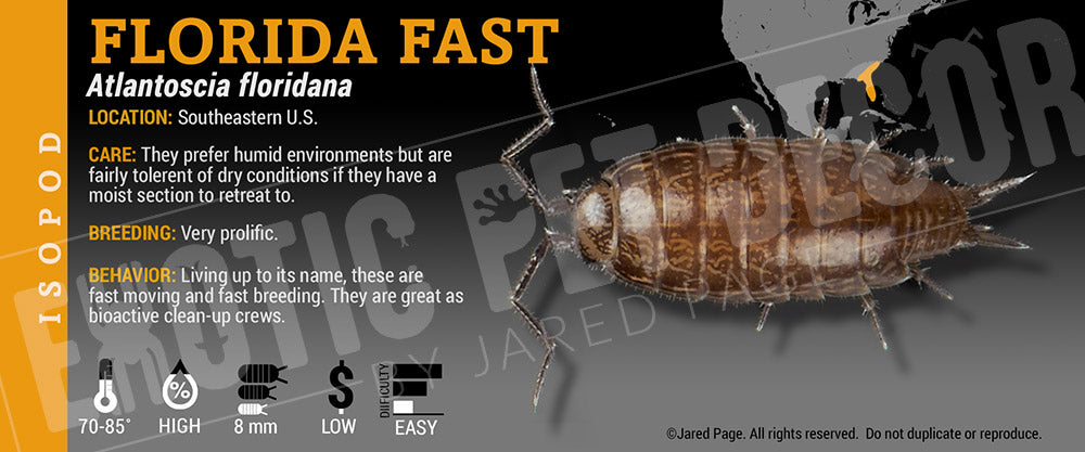 Alantoscia floridana 'Florida Fast' isopod label
