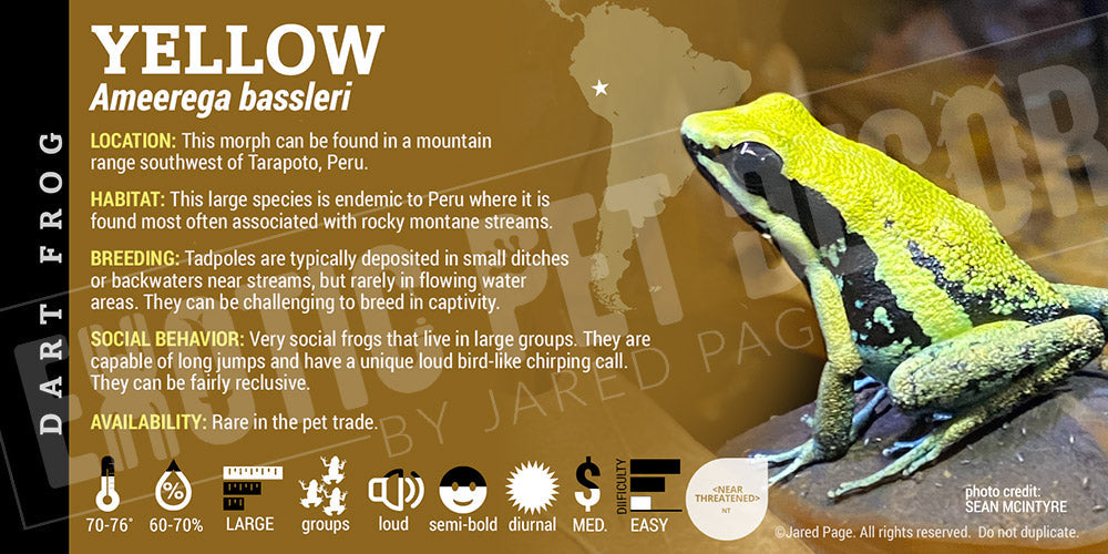Ameerega bassleri 'Yellow' Dart Frog Label