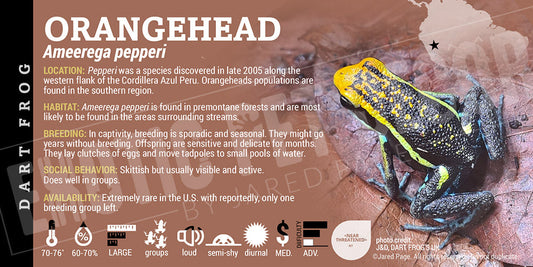 Ameerega pepperi 'Orange Head' Dart Frog Label