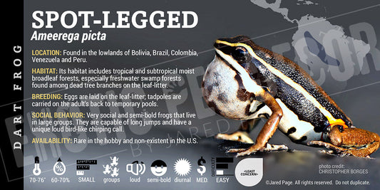 Ameerega picta 'Spot Legged Frog' Dart Frog Label