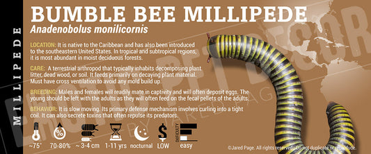 Anadenobolus monilicornis 'Bumble Bee' Millipede