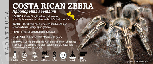 Aphonopelma seemanni 'Costa Rican Zebra' Tarantula