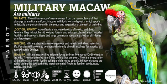 Ara militaris 'Military Macaw'