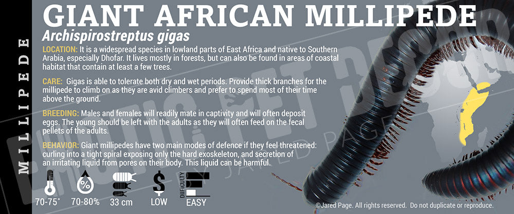 Archispirostreptus gigas 'African Giant' Millipede
