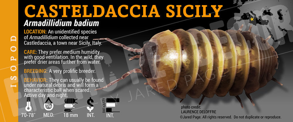 Armadillidium badium 'Casteldaccia' isopod label