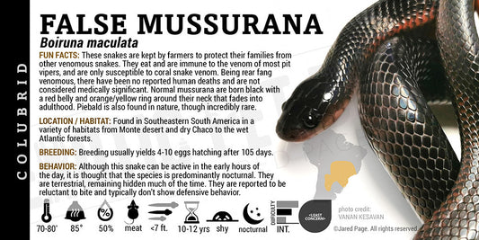 Boiruna maculata 'False Mussurana' Snake