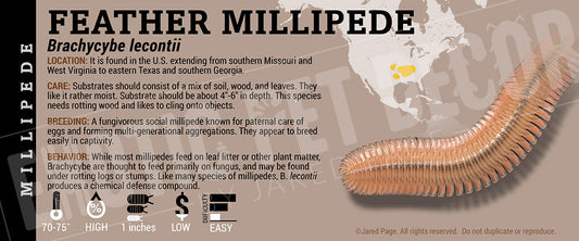 Brachycybe lecontii 'Feather' Millipede
