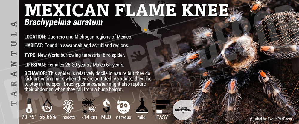Brachypelma auratum 'Mexican Flameknee' Tarantula