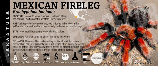 Brachypelma boehmei 'Mexican Fireleg' Tarantula