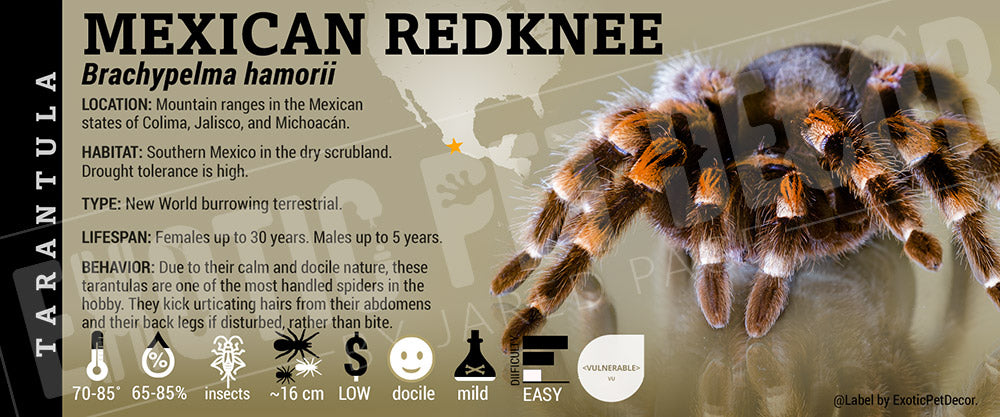 Brachypelma hamorii 'Mexican Redknee' Tarantula