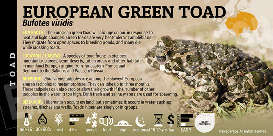 Bufotes viridis 'European Green Toad'