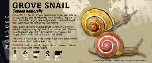 Cepaea nemoralis 'Grove' Snail