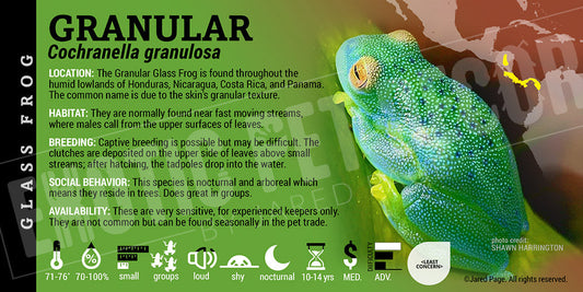 Cochranella granulosa 'Granular Glass Frog'