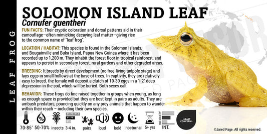 Cornufer guentheri 'Solomon Island Leaf Frog'