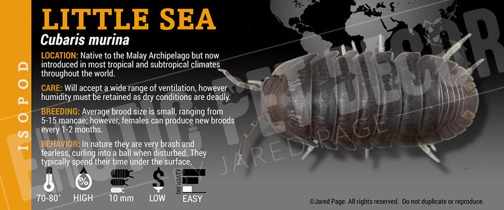 Cubaris murina 'Little Seas' isopod label
