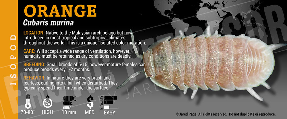 Cubaris murina 'Orange' isopod label