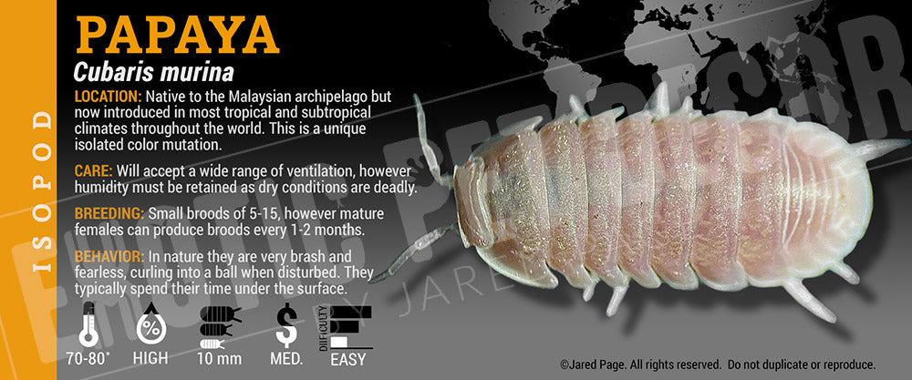 Cubaris murina 'Papaya' isopod label