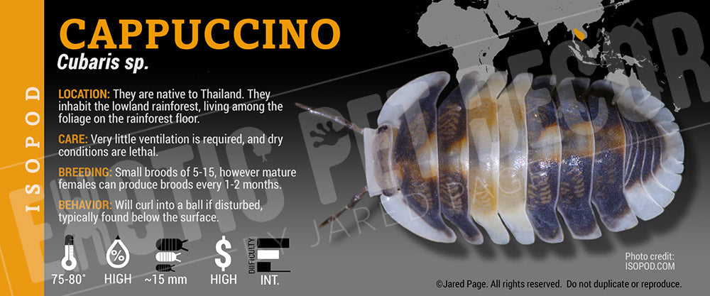 Cubaris sp 'Cappuccino' isopod label