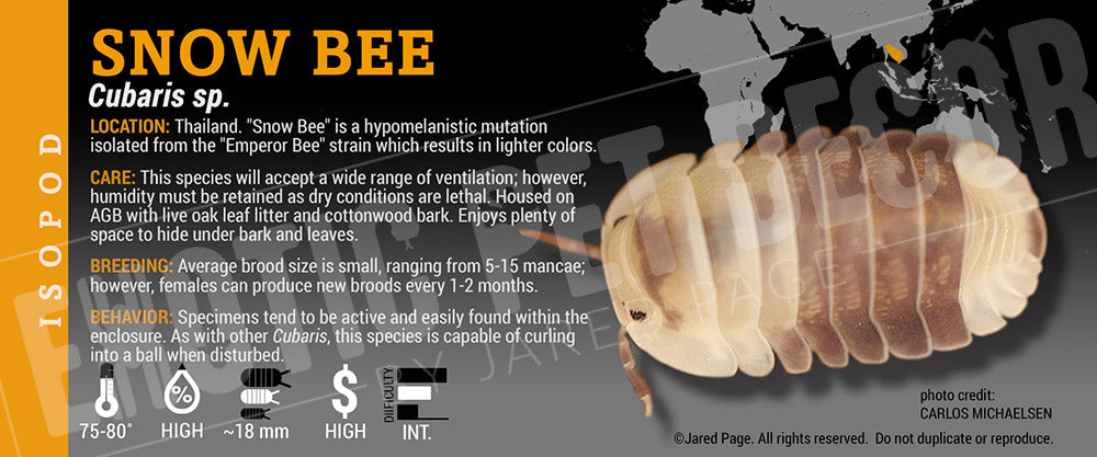 Cubaris sp 'Snow Bee' isopod label