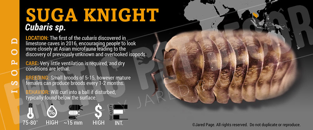 Cubaris sp 'Suga Knight Death' isopod label