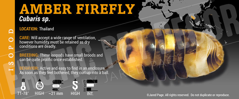 Cubaris sp 'Amber Firefly' isopod label