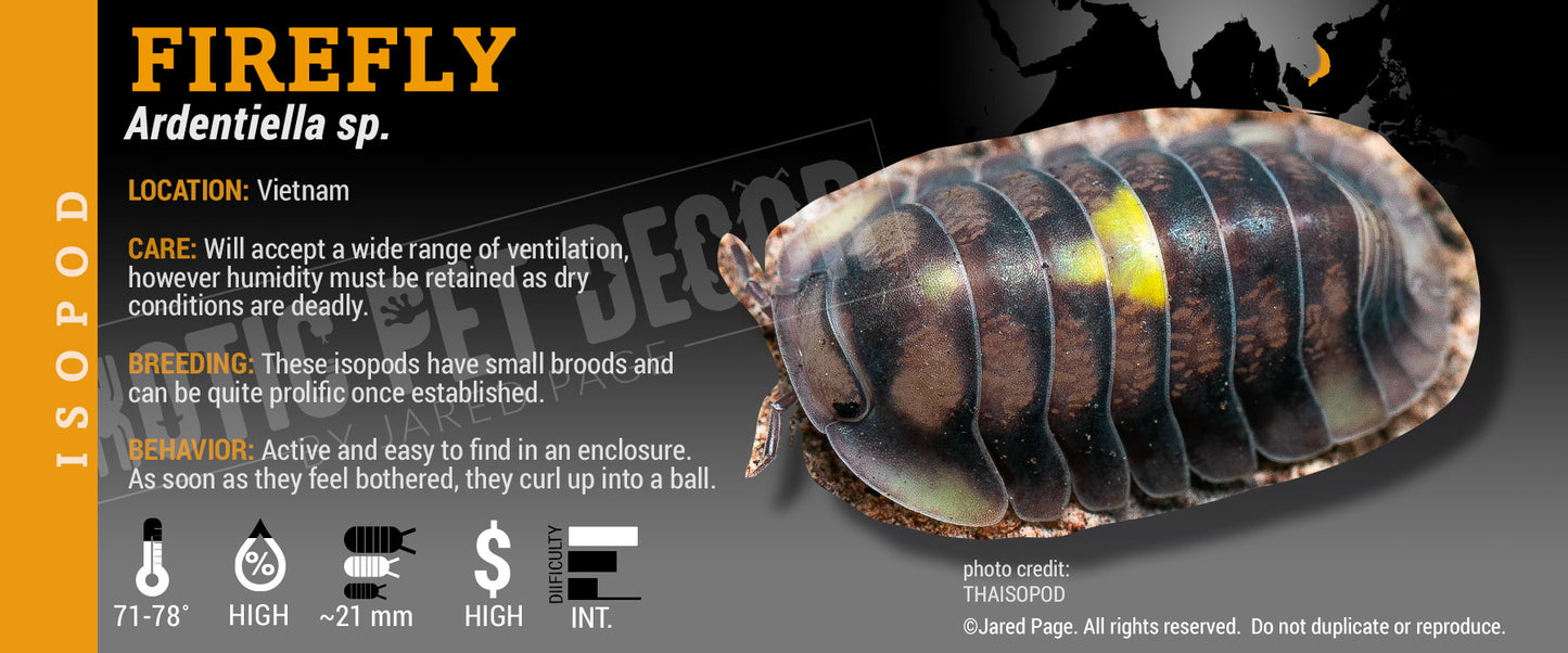 Cubaris sp 'Amber Firefly' isopod label