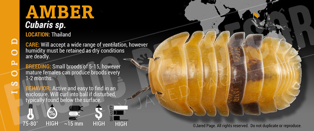Cubaris sp 'Amber' isopod label