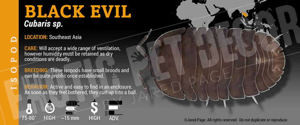 Cubaris sp 'Black Evil' isopod label
