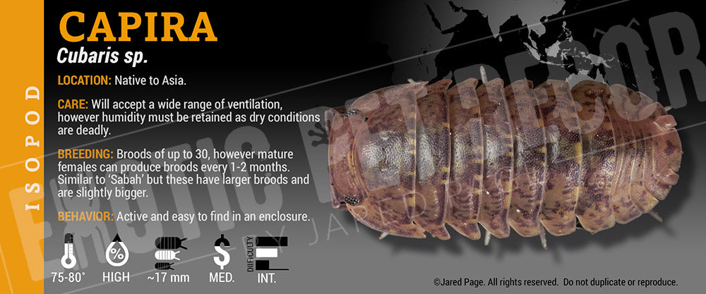 Cubaris sp 'Capira' isopod label
