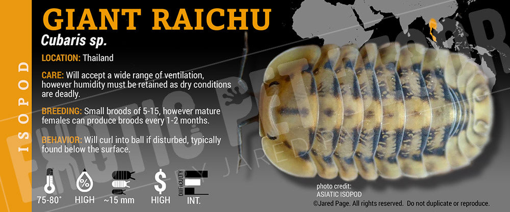 Cubaris sp 'Giant Raichu' isopod label