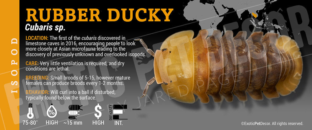 Cubaris sp 'Rubber Ducky' isopod label