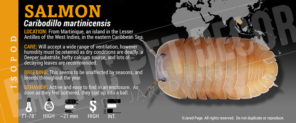 Caribodillo martinicensis 'Salmon' isopod label