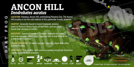 Dendrobates auratus 'Ancon Hill' Dart Frog Label