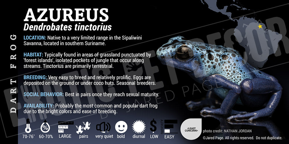 Dendrobates tinctorius 'Azureus' Dart Frog Label