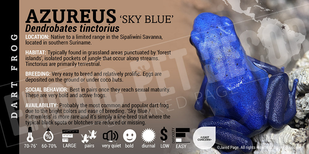 Dendrobates tinctorius 'Azureus' Dart Frog Label