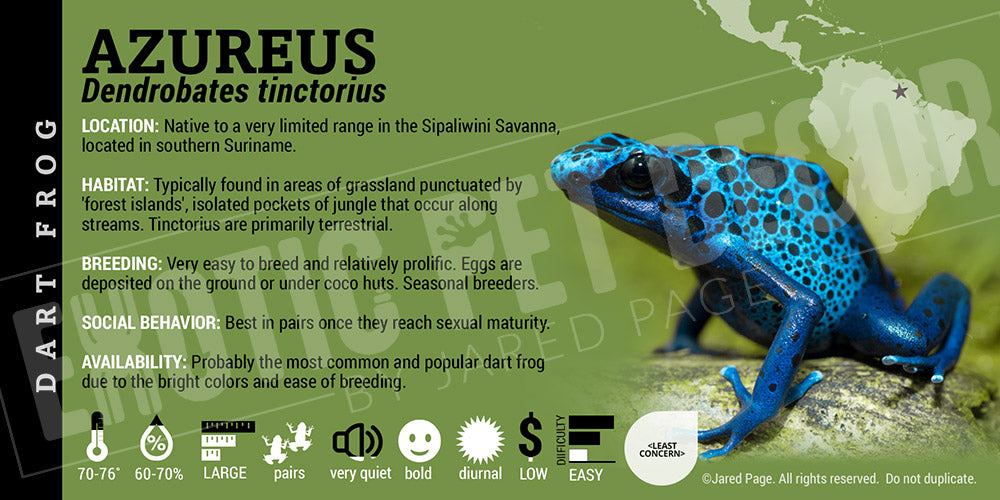 Dendrobates tinctorius 'Azureus' Dart Frog Label
