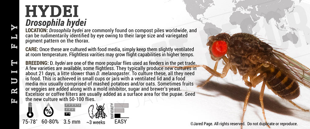 Drosophila hydei Fruit Fly