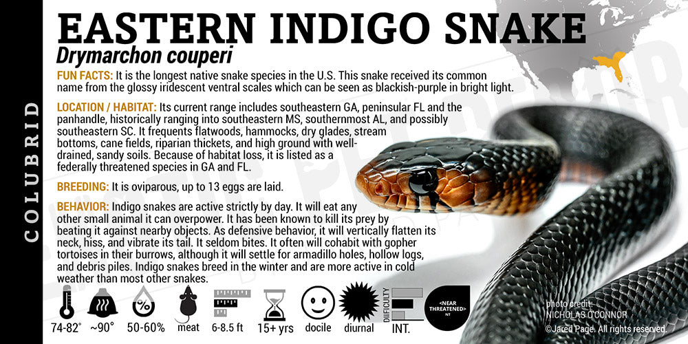 Drymarchon couperi 'Eastern Indigo' Snake