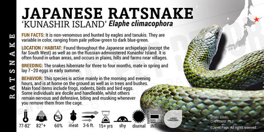 Elaphe climacophora 'Japanese Ratsnake'