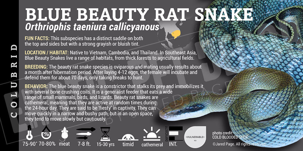 Orthriophis taeniura callicyanous 'Blue Beauty Ratsnake'