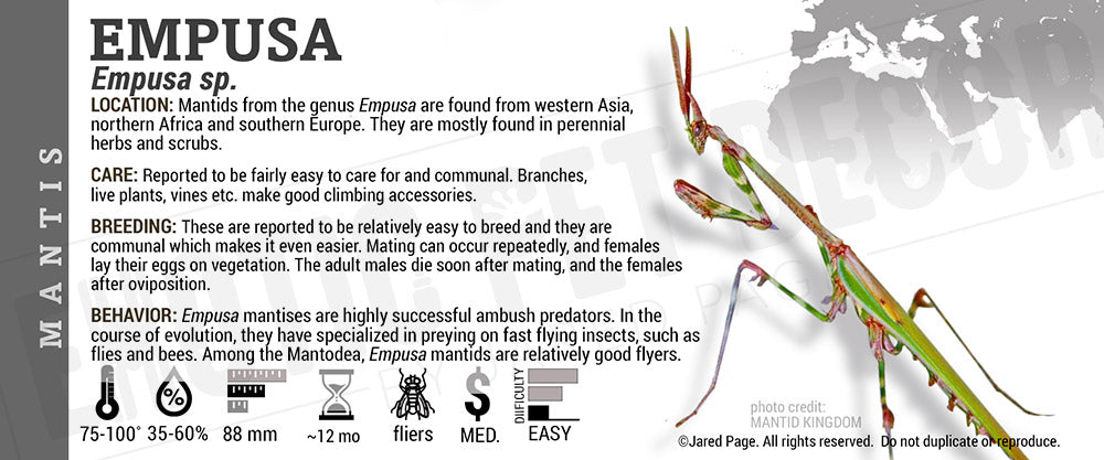 Empusa sp. 'Mantis'