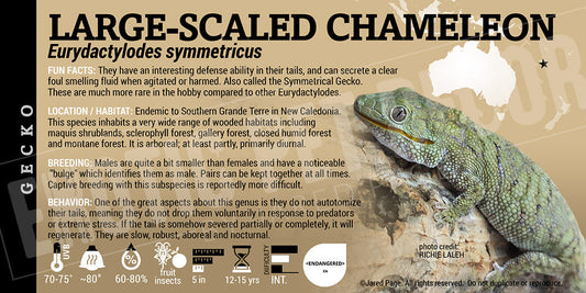 Eurydactylodes symmetricus 'Large Scaled Chameleon' Gecko