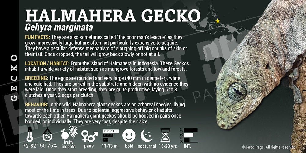Gehyra marginata 'Halmahera' Gecko