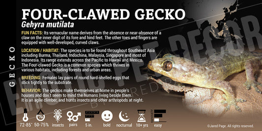 Gehyra mutilata 'Four Clawed' Gecko