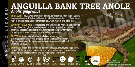Anolis gingivinus 'Anguilla Bank Tree' Anole