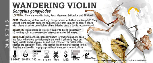 Gongylus gongylodes 'Wandering Violin' Mantis