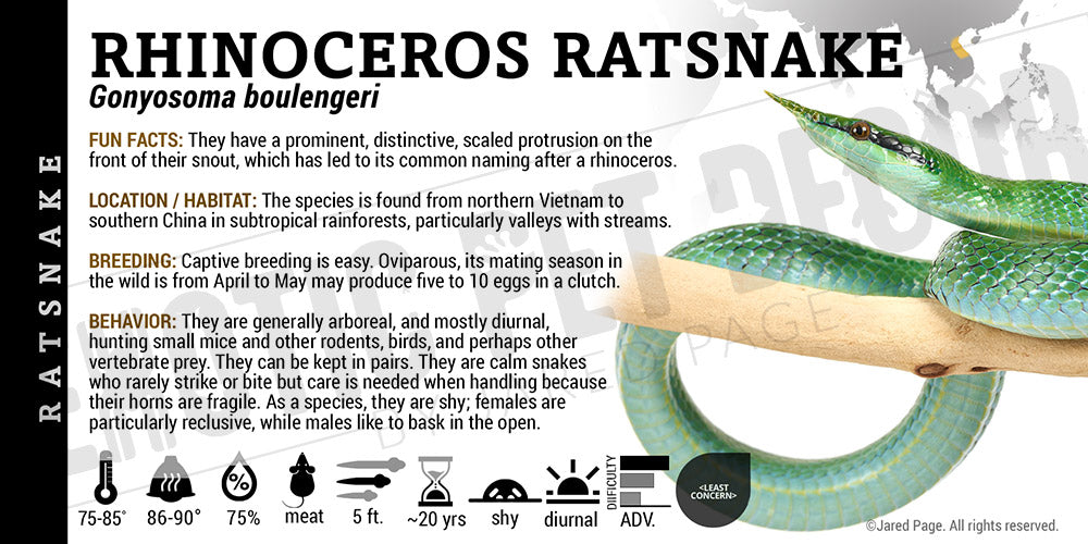 Gonyosoma boulengeri 'Rhino Ratsnake'