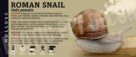 Helix pomatia 'Roman' Snail