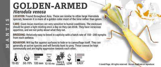 Hierodula venosa 'Golden Armed' Mantis